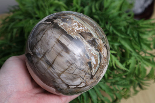 Large Petrified Wood Sphere 1.633kg
