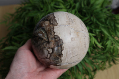 Large Petrified Wood Sphere 1.633kg